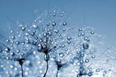 nemli Karahindiba çiçeği