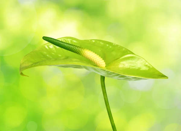 Flor de Anthurium verde — Foto de Stock