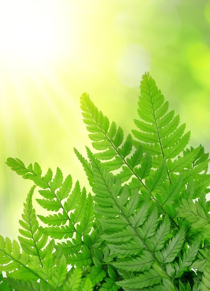 Fern leaves closeup — Stock Photo, Image