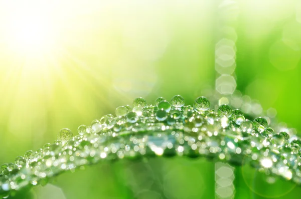 Fresh green grass with water drops closeup. Stock Picture