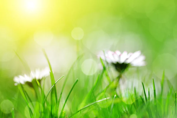 Frisches Frühlingsbokeh mit grünem Gras und Gänseblümchen. — Stockfoto