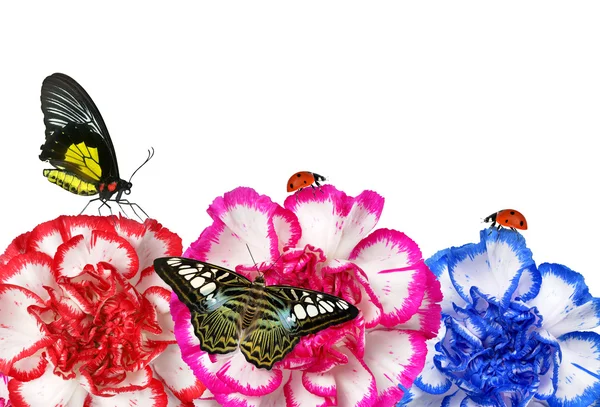 Flores de clavel de colores con mariposas —  Fotos de Stock