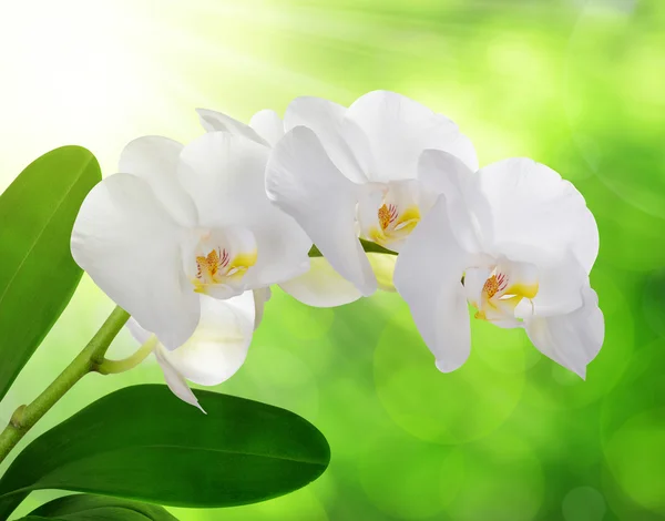 Weiße Orchideenblüte — Stockfoto