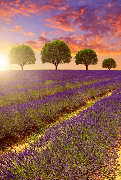Champs de lavande en Provence au coucher du soleil — Photo