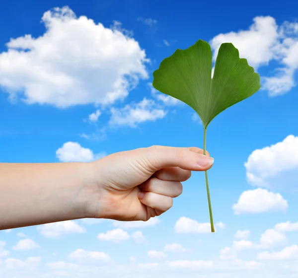 Mão segurando folha de ginkgo biloba — Fotografia de Stock