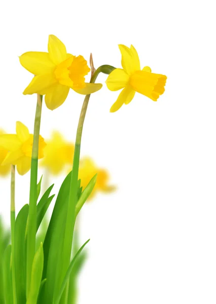 Květiny Narcis, samostatný — Stock fotografie