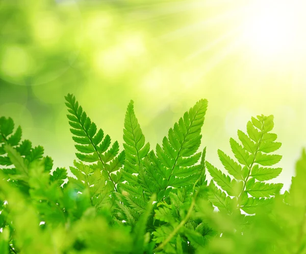 Green Fern leaves — Stock Photo, Image