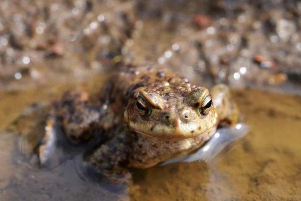 Sapo, Bufo bufo — Fotografia de Stock