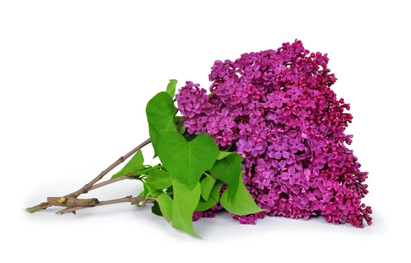 Blooming lilac flowers — Stock Photo, Image