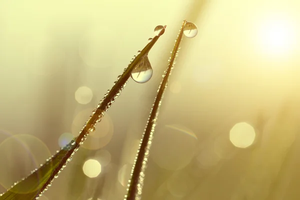 Frisches Gras mit Tautropfen bei Sonnenaufgang. — Stockfoto