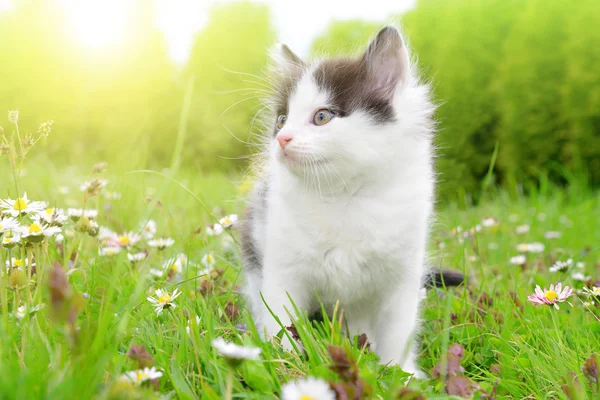 Kleine kitten in het gras — Stockfoto