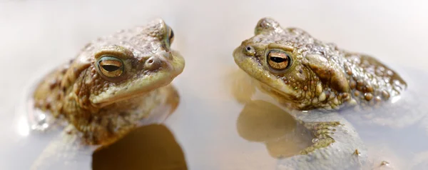 Frösche im Teich. — Stockfoto