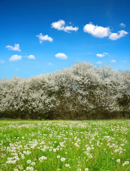 Paardebloemen op de weide — Stockfoto