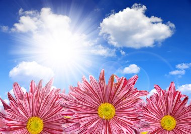 Mor bahar çiçekleri