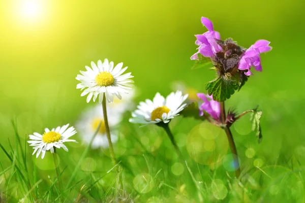 Lila deadnettle med prästkragar på äng. — Stockfoto