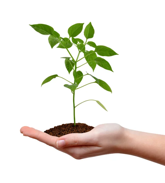 Planta verde na mão mulher isolada no fundo branco . — Fotografia de Stock