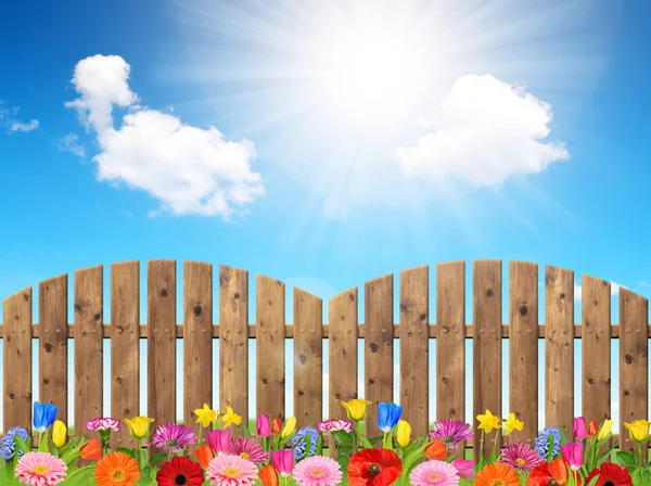 Blooming colorful flowers with fence — Stock Photo, Image