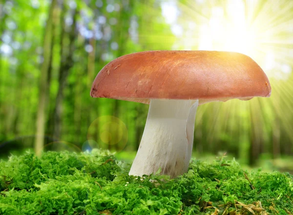 Mushroom Russula in  moss. — Stock Photo, Image