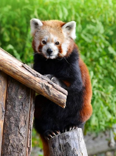 Rode panda bear — Stockfoto