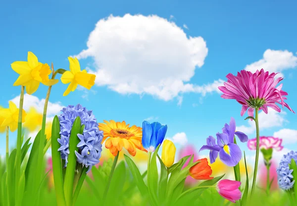 Bunte Frühlingsblumen — Stockfoto