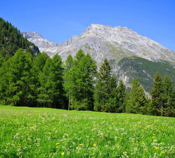 Piz Ela i Schweiz Alperna - canton Graubunden. — Stockfoto