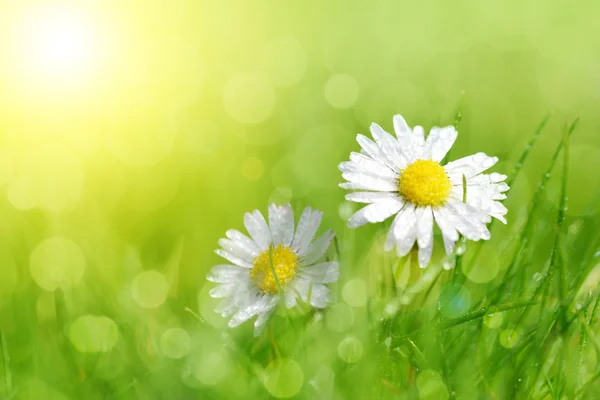 Taupe Gänseblümchen Blumen im Gras. — Stockfoto