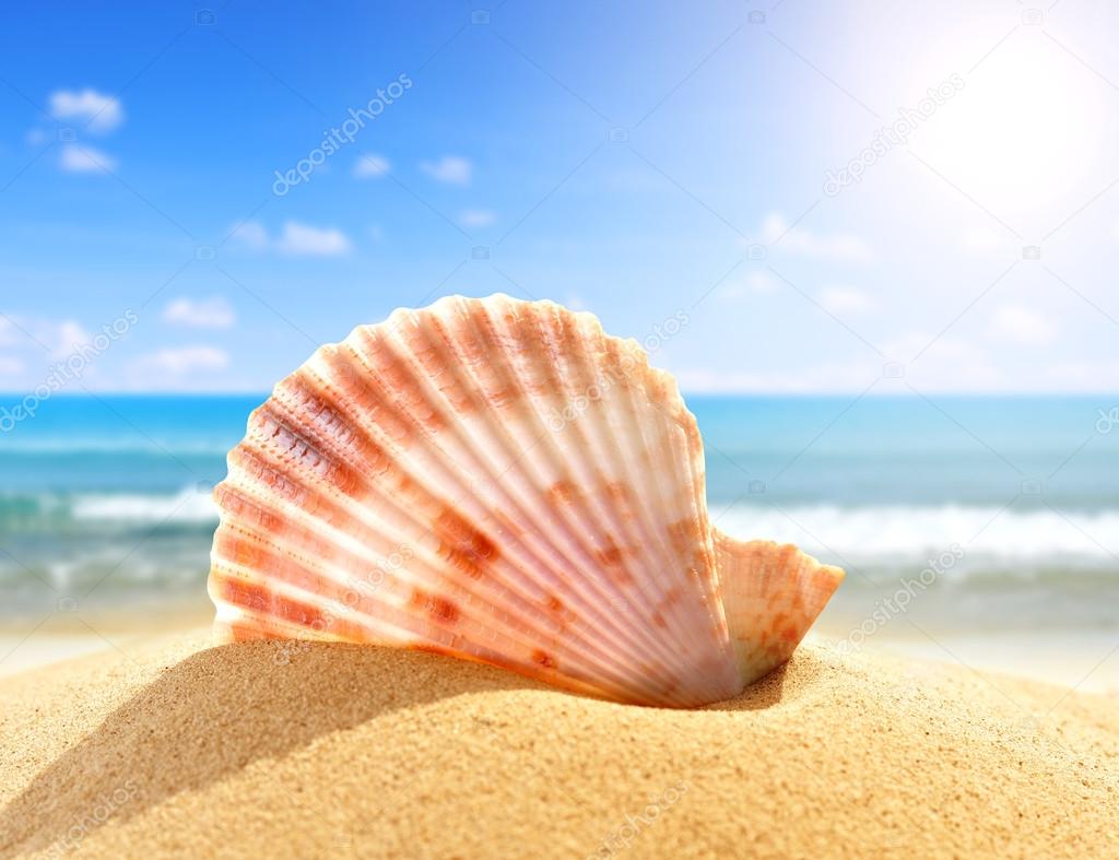 Sea shell in sand 