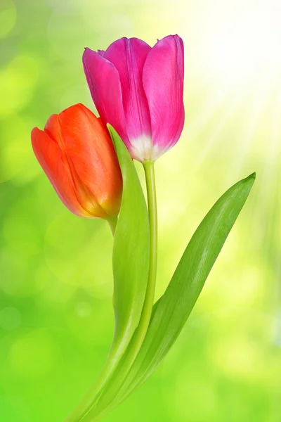 Tulipán púrpura y rojo — Foto de Stock