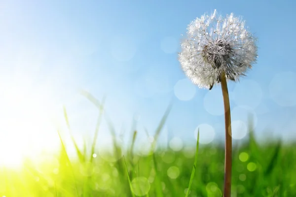 Dewy paardebloem bloem in gras. — Stockfoto