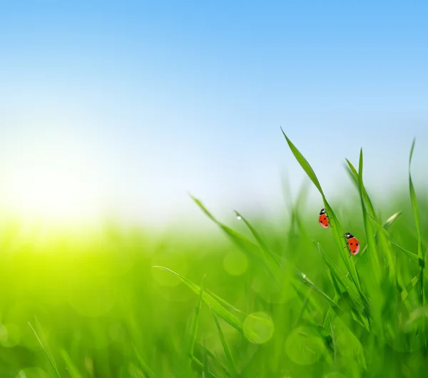 Fresh green grass with ladybugs closeup. — Stock Photo, Image