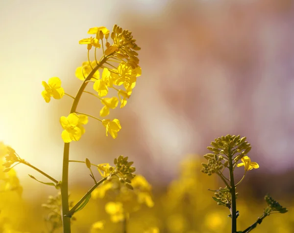 菜種の花 — ストック写真