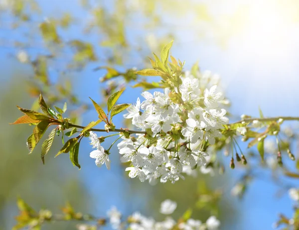 Primavera flores cereja árvore closeup — Fotografia de Stock