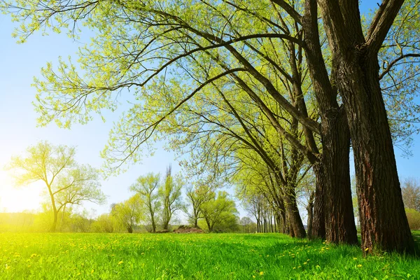 Bäume auf der Wiese bei sonnigem Tag. — Stockfoto