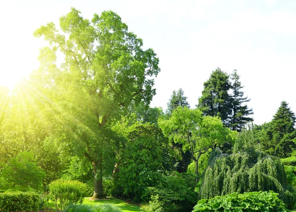 Bomen met verse groene bladeren in zonnige dag. — Stockfoto