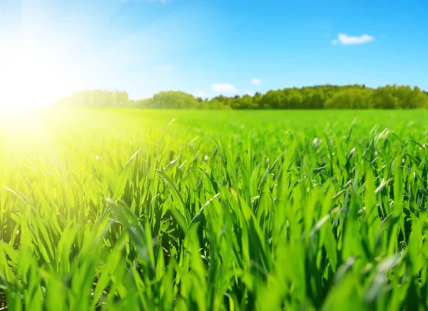 Campo de primavera bonita com grama verde — Fotografia de Stock