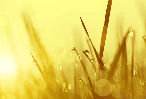 Herbe fraîche avec gouttes de rosée au lever du soleil . — Photo