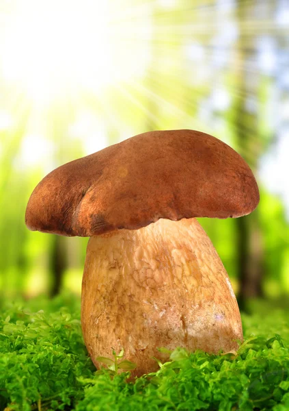 Tylopilus felleus — Stockfoto