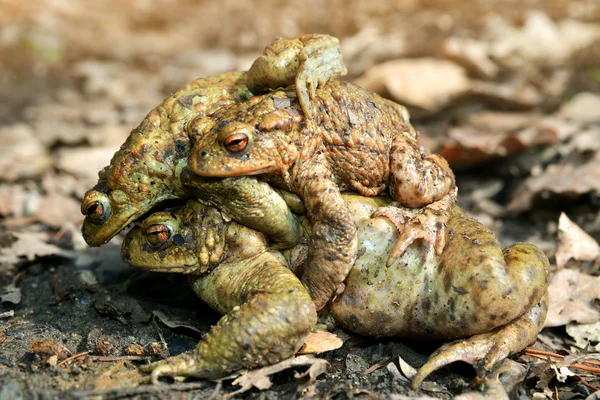 Βάτραχος, Bufo Bufo — Φωτογραφία Αρχείου