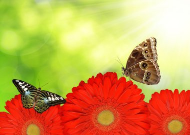 Kırmızı gerbera çiçekleri kelebekler ile 