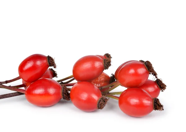 Csipkebogyó (Rosa canina) — Stock Fotó