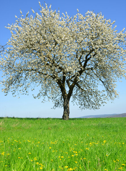 Blooming cherry tree on meadow.