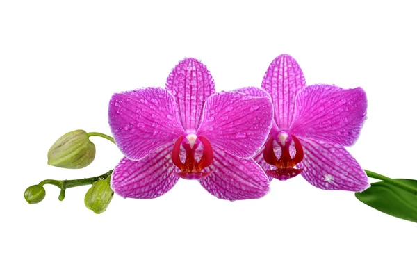 Primer plano de una orquídea púrpura — Foto de Stock
