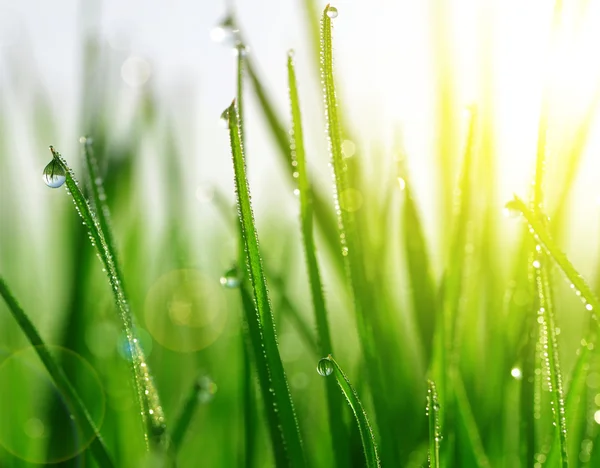 Свежая зеленая трава с капельками воды крупным планом . — стоковое фото