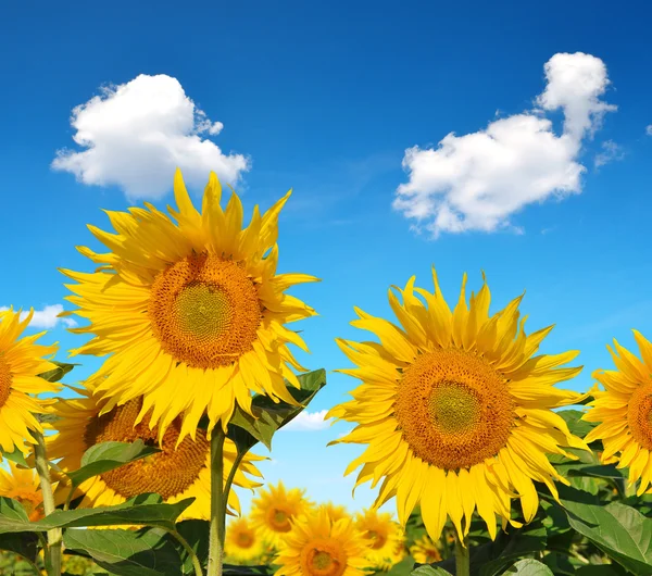 Campo de girassol florescente — Fotografia de Stock