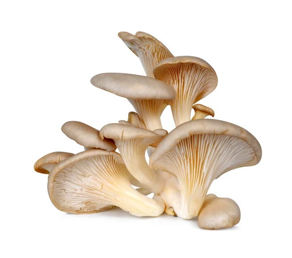 Oyster mushroom Stock Photos, Royalty Free Oyster mushroom Images