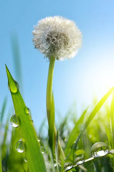 草の露のタンポポの花. — ストック写真