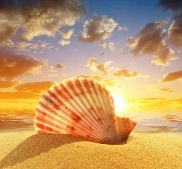 Sea shell on beach — Stock Photo, Image
