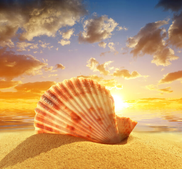 Sea shell on beach