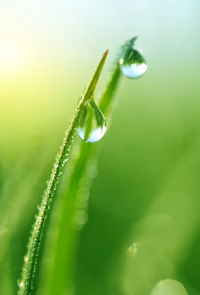 Verse groene gras met water druppels close-up. — Stockfoto