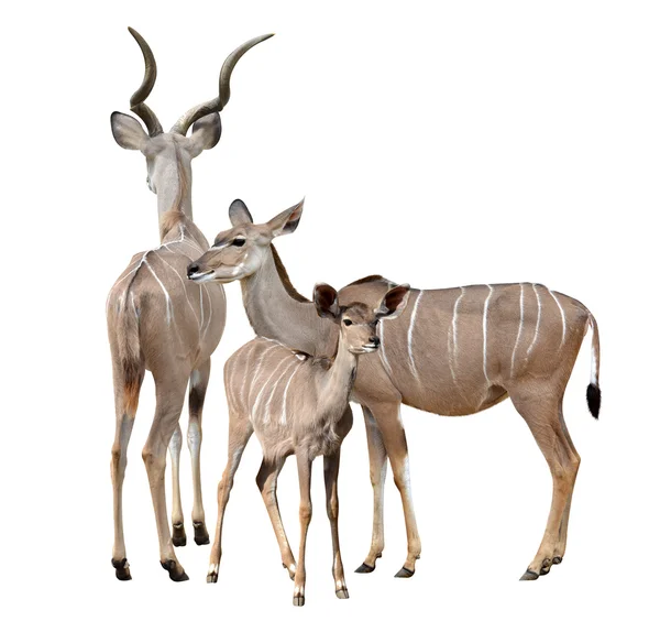 Större kudu isolerade — Stockfoto